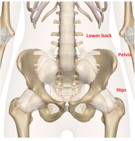 Back Pinched Causes, & Treatment MSP