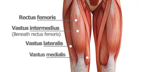 Quad stretch muscles used sale