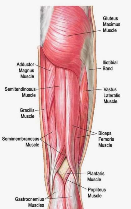 The gastrocnemius muscle has two large bellies, called the medial head and the lateral head, and inserts into the calcaneus bone of the foot via its calcaneal tendon (also known as the. Leg Hip Muscles Diagram : Tight Or Sore Hips What Causes Them And How To Fix It