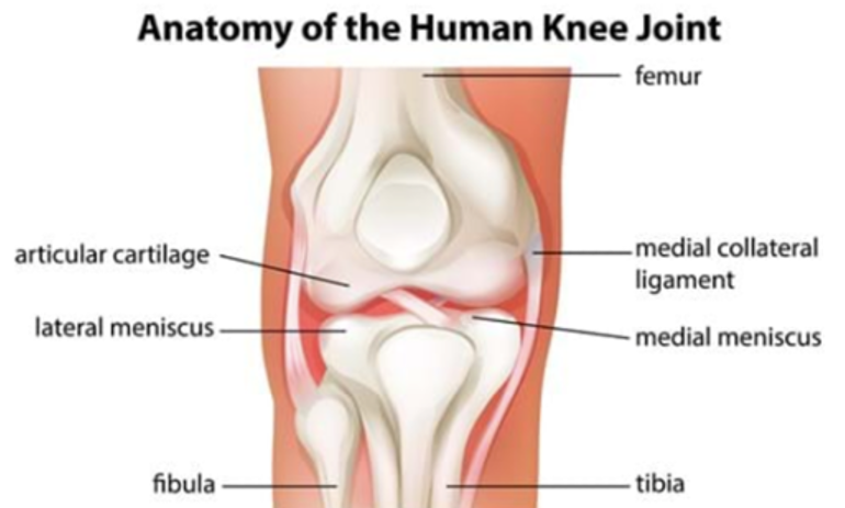 knee joint anatomy